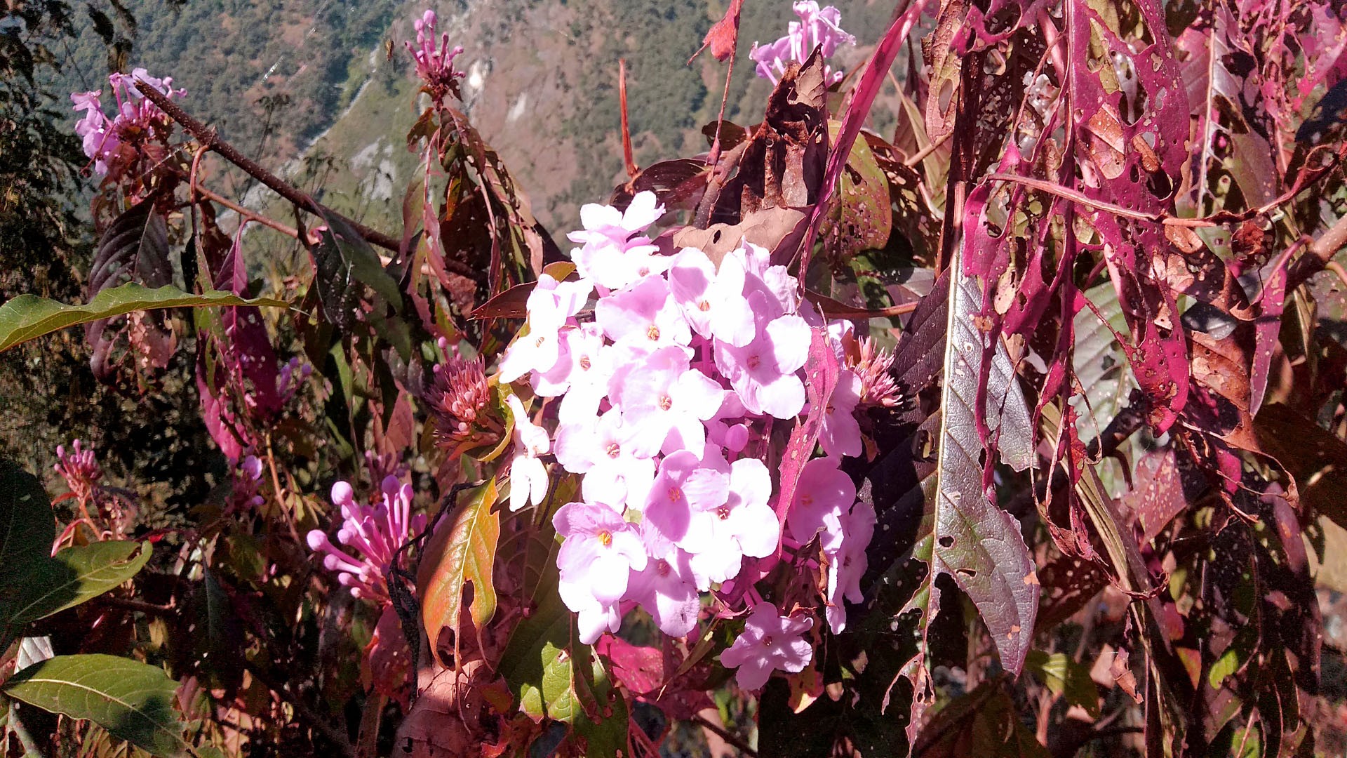 Ruby Valley Trek | Travel Package - Enlighten Trip